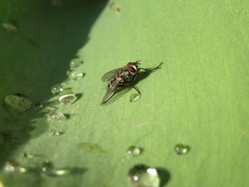 Close-up of insect on water