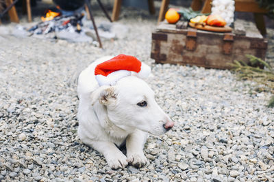 Portrait of dog