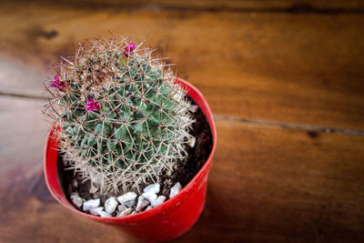 Close-up of potted plants on table