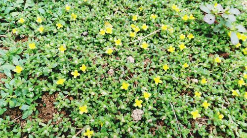 Full frame shot of yellow flowers blooming in field