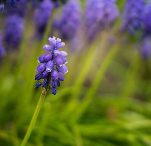 Close-up of purple flowering plant