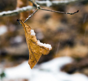 Close-up of dry leaf during winter