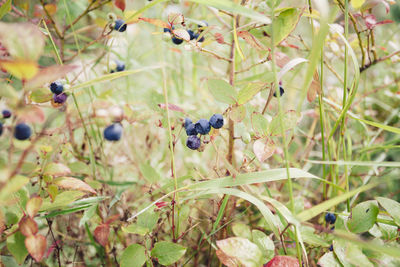 Close-up of fruits on tree