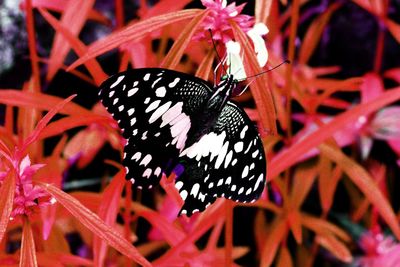 Close-up of butterfly pollinating on flower