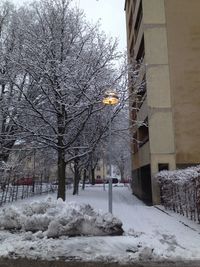 Bare trees on snow covered landscape