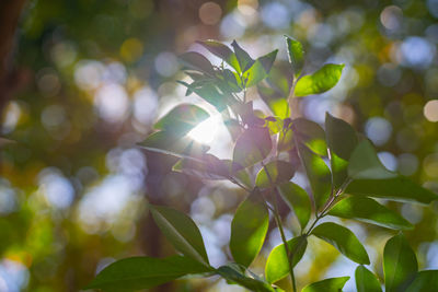 Low angle view of green leaves on tree