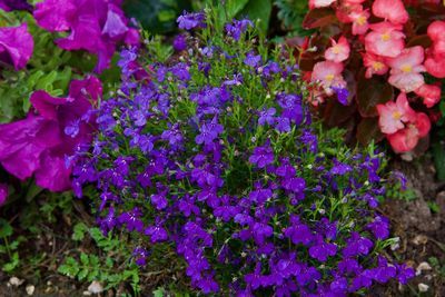 Close-up of purple flowering plants