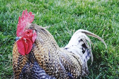 Close-up of rooster on field