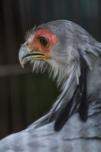 Close-up of a bird