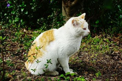 White cat standing in grass