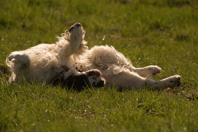 Dog lying down on grass