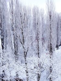 Snow covered trees