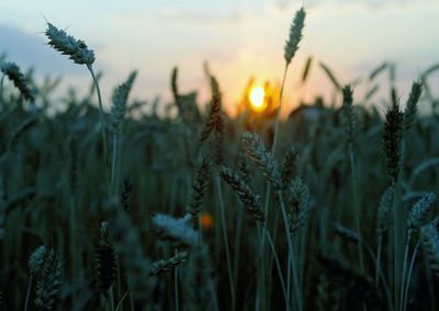 Close-up of plants growing on field at sunset