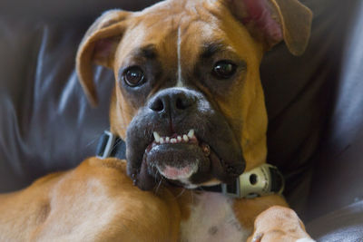 Close-up portrait of boxer on sofa