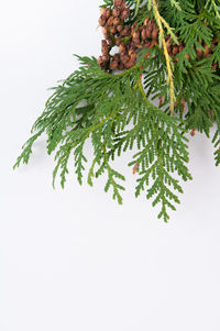 Close-up of fresh green leaves against white background