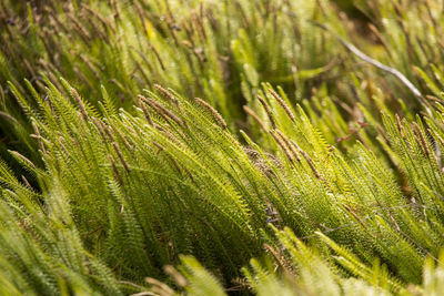 Full frame shot of pine tree