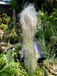 Close-up of an animal on land