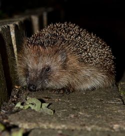 Close-up of hedgehog on stone