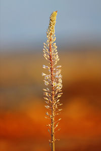 Close-up of stalks against sky during sunset