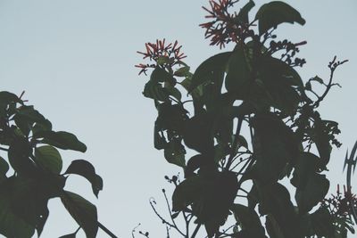 Low angle view of tree against clear sky