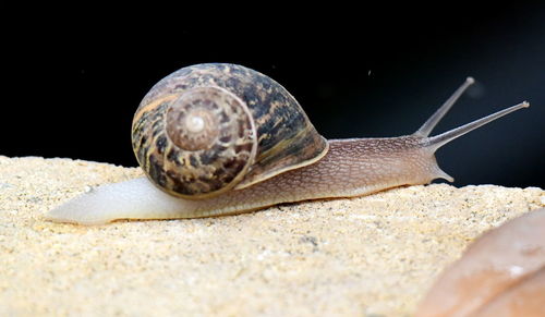 Close-up of shell on beach