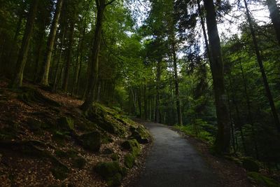 Road amidst trees in forest