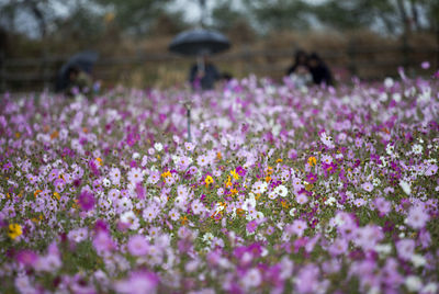 Close-up of purple crocus flowers blooming on field