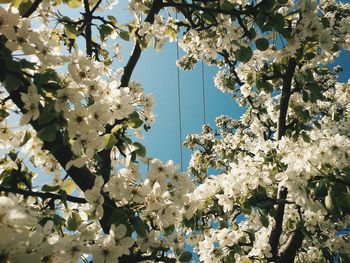 Low angle view of cherry blossoms