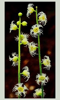 Close-up of yellow flowers