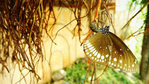 Close-up of butterfly on leaf