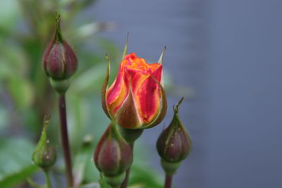 Close-up of red rose bud