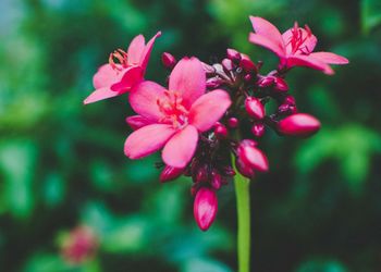 Close-up of pink flowers blooming outdoors