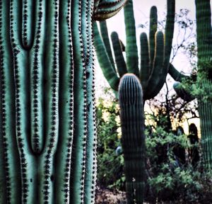 Close-up of cactus plant