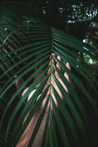 Close-up of palm tree leaves