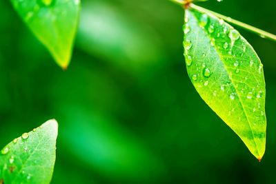 Close-up of leaves