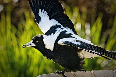 Close-up of bird perching