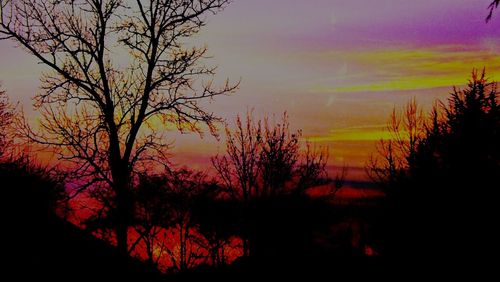 Silhouette of trees at sunset