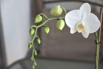 Close-up of flower against blurred background