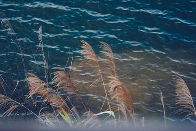 High angle view of turtle in sea