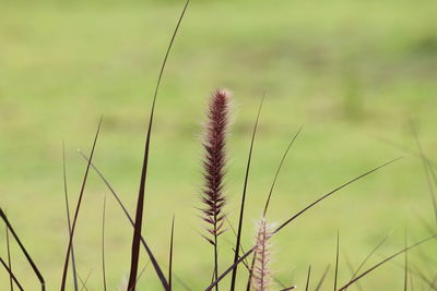 grass