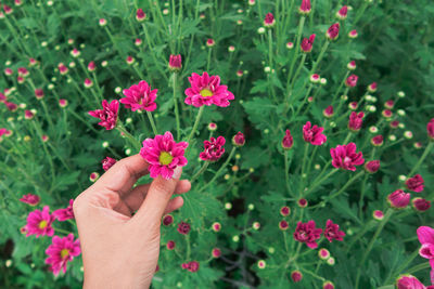 Midsection of person holding pink flowering plants