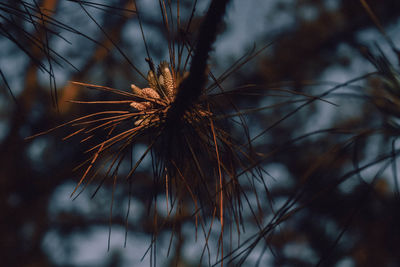 Close-up of dried plant