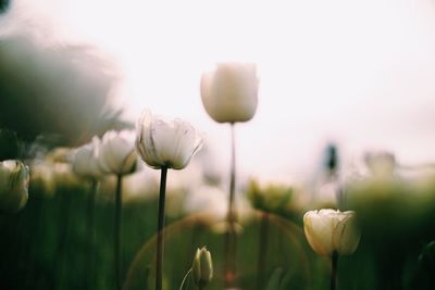 Close-up of tulips blooming in field