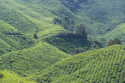 High angle view of corn field