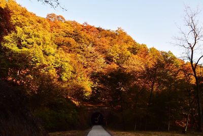 Trees against sky during autumn