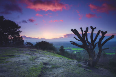 Trees growing on field against sky during sunset