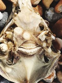 Close-up of crab