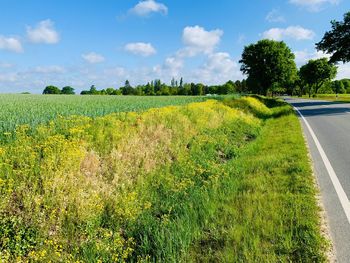 Scenic view of agricultural field against sky