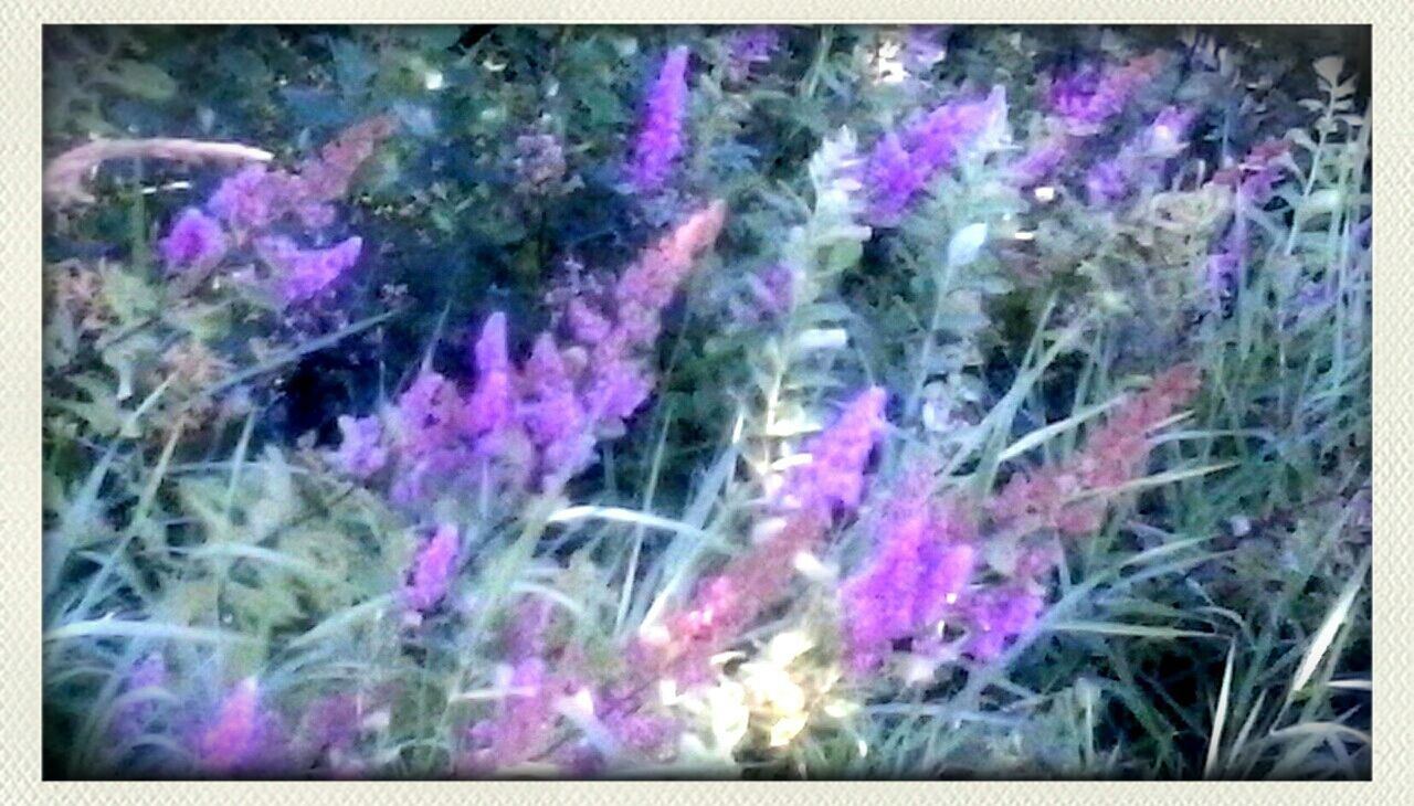 flower, purple, growth, fragility, freshness, plant, beauty in nature, transfer print, nature, auto post production filter, close-up, petal, blooming, stem, pink color, in bloom, selective focus, botany, flower head, outdoors