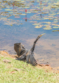 View of birds flying over lake